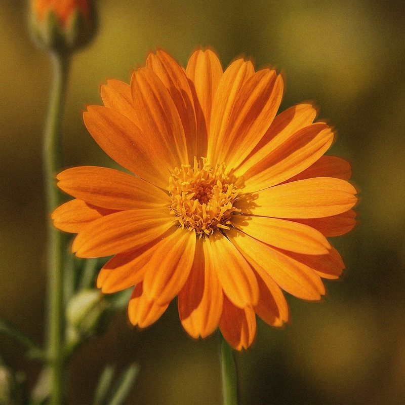 Calendula flower ingredient