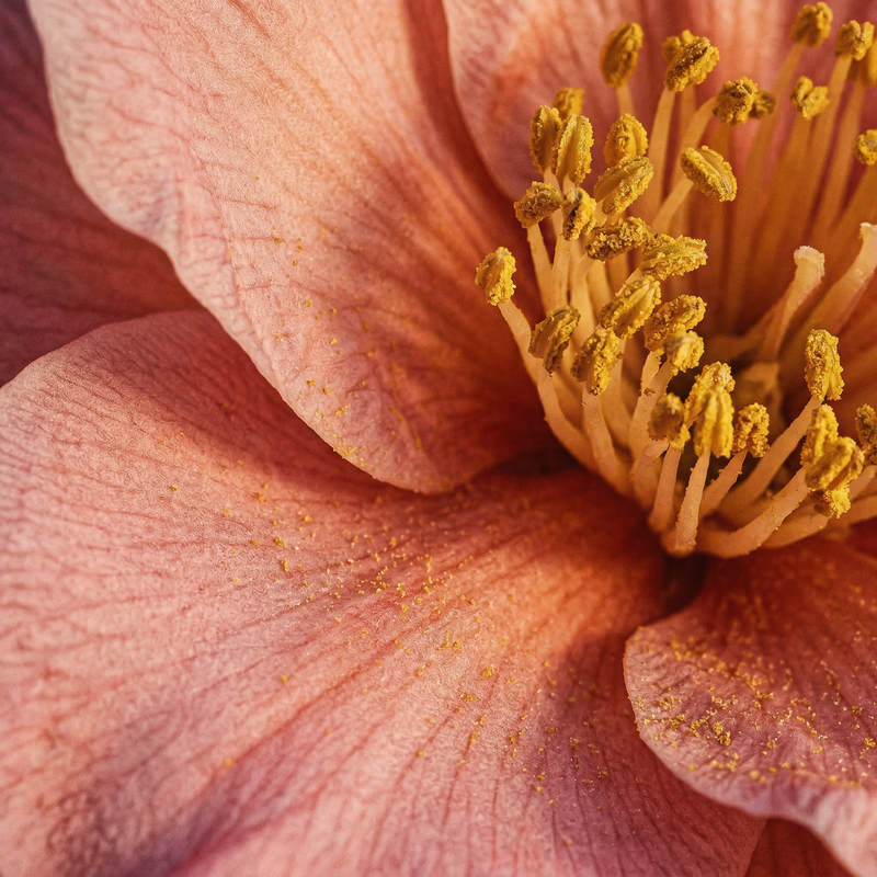 Camellia
