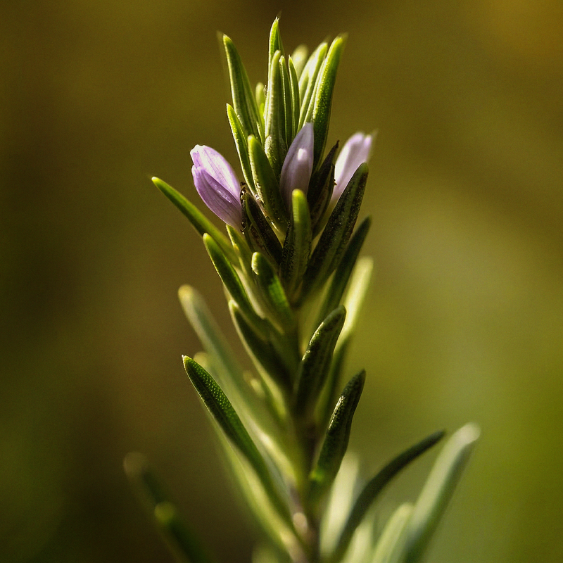 Rosemary ingredient